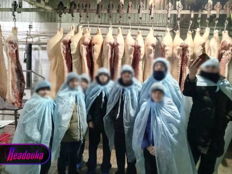 Школа в Красноярском крае устроила 8-классникам «тур» на скотобойню