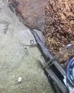 Краб защищал свою жену от рыбака