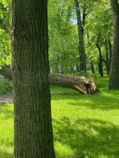 В Таврическом саду упало дерево
