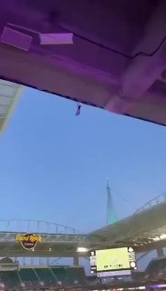 Болельщики в Майами спасли кошку с помощью флага