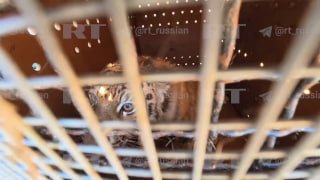 В Казахстан доставили четырех амурских тигров
