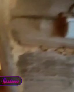 «Будем драться?»: самец косули решил устроить себе банный день в Башкирии