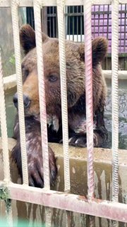 В Смоленской области спасли истощенную медведицу, годами жившую в неволе при кафе