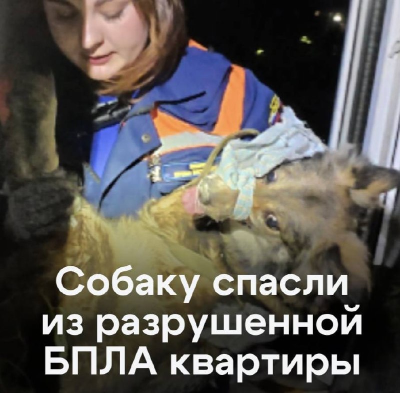 В Рязани спасатели спасли собаку из разрушенной после атаки БПЛА квартиры