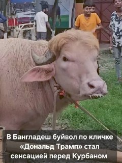 В Бангладеш принесут в жертву буйвола по кличке «Дональд Трамп»