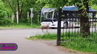 В России жертвенные бараны массово мигрируют с Курбан-байрама
