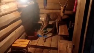 Косуля устроила погром в бане в Благовещенске