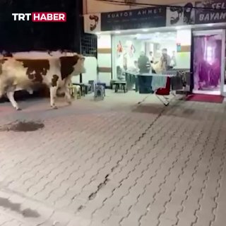 В Стамбуле сбежавший бык разгромил парикмахерскую