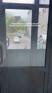 Новосибирский Хатико ждет хозяина у больницы