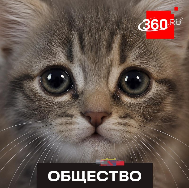 Аферисты маскируются под волонтеров и заводчиков животных для кражи денег