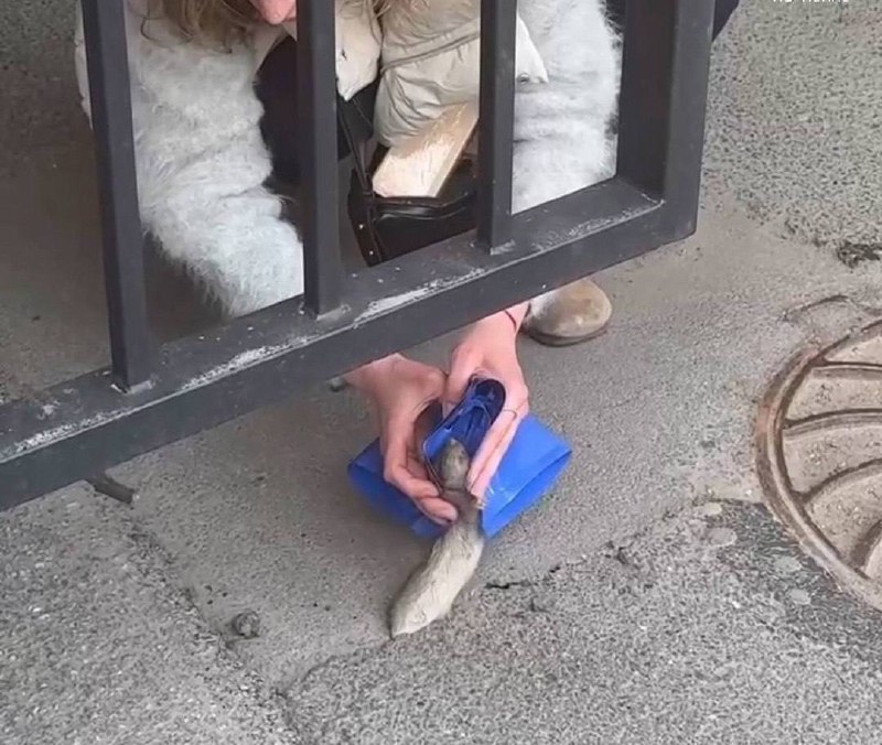 На Петроградке петербурженки пытались спасти застрявшую в дороге крысу