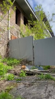 Рыжий кот ЗАСКАМИЛ россиянку