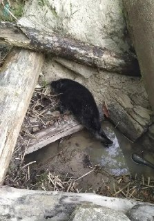 На Ладожском озере спасли детеныша нерпы