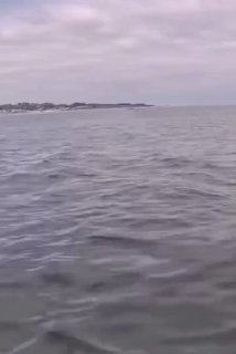 Морской лев помог гребцам занять бронзу в гонке в Калифорнии