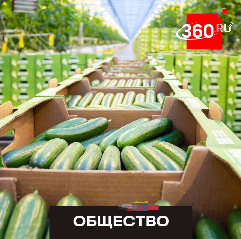 Московская область стала лидером России по производству тепличных овощей