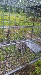 «Пришел в гости к зайцу»: в Приморье кот попал в ловушку для леопарда