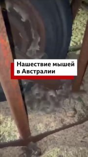 Нашествие мышей в Австралии