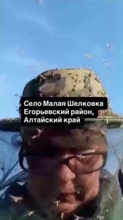 Комары атакуют Россию