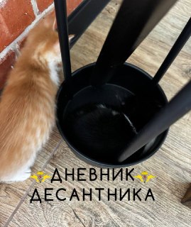 Интерактив с котятами и пожелания безопасной ночи
