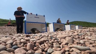 В Приморье выпустили в море четырех реабилитированных тюленей-ларг