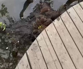 В Санкт-Петербурге крысы на эко-тропе «Солнечная роща» атакуют людей и собак