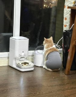 В Азии начали продавать лосины для кошек, ставшие хитом