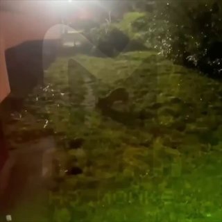 Лисы массово выходят к людям в Питере