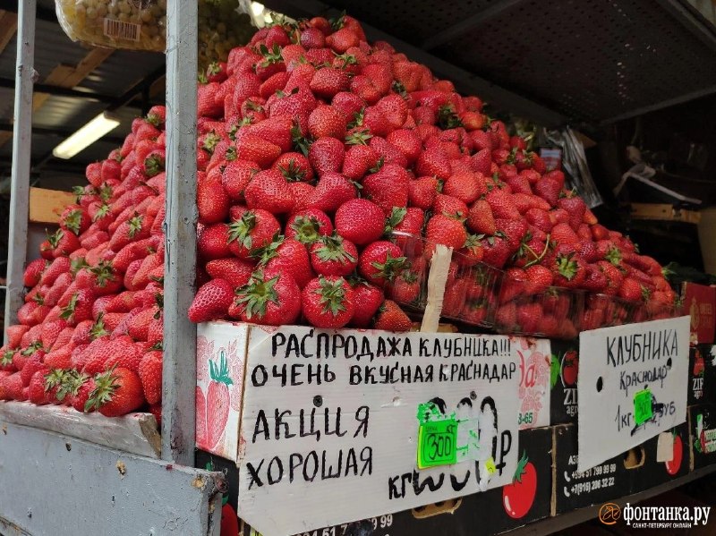 В Петербурге стартовал клубничный сезон