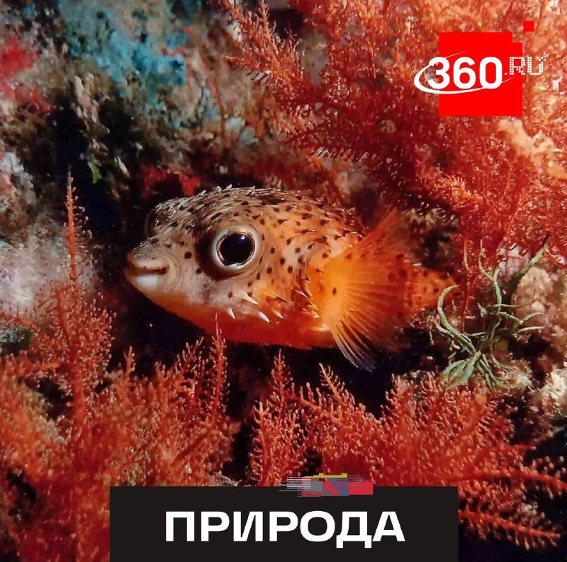 Иллюстрация 1