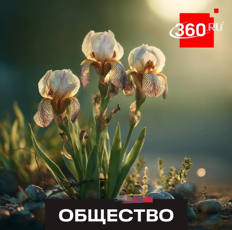 Как сохранить красоту ирисов: советы садовода