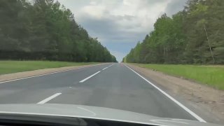 В Беловежской пуще на дороге появилась музыкальная разметка с мелодией «Песняров»
