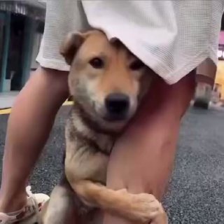 Женщина поделилась видео спасенной собаки, которую забрали у прежних хозяев