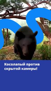 Медведь Михаил Потапович помешал съёмке в нацпарке