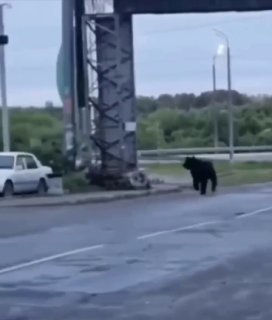 В Хабаровском крае медведь напал на мужчину во дворе дома