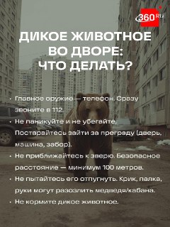 Дикие звери приходят во дворы: как выжить?