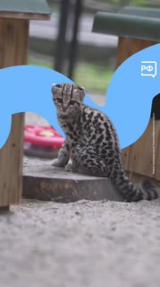 В Новосибирском зоопарке родился редкий котёнок маргая