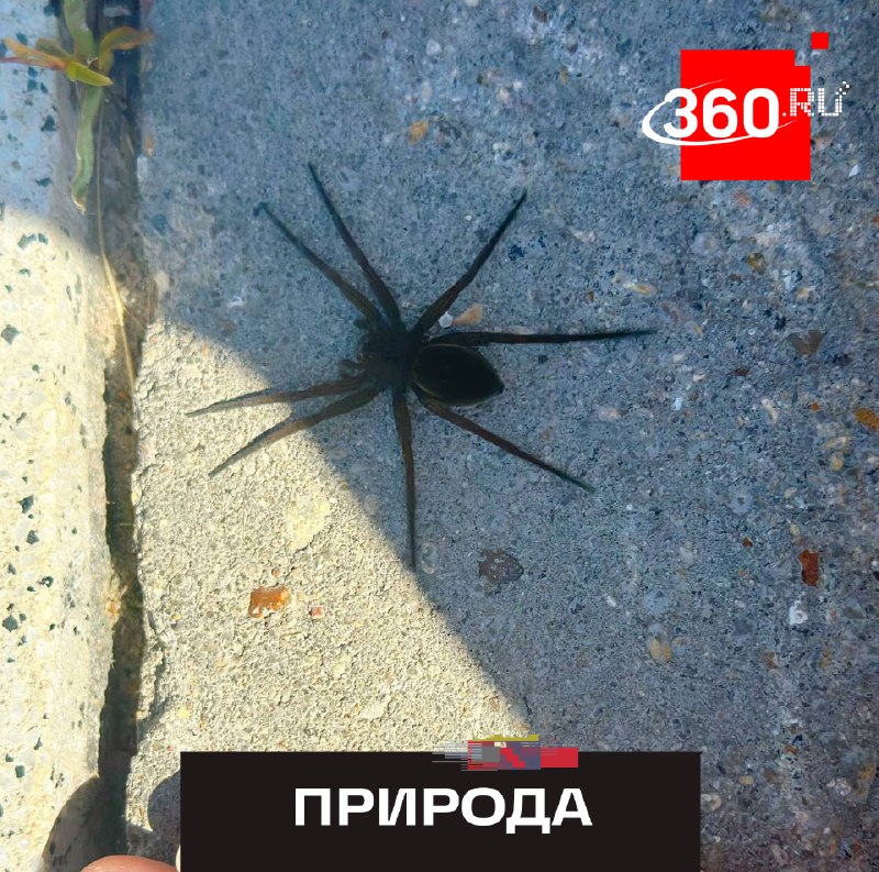 В Подмосковье участились встречи с крупными пауками