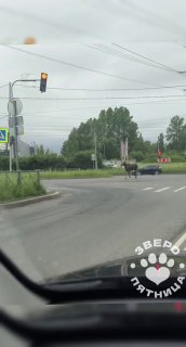 В районе Ладожской заметили лося