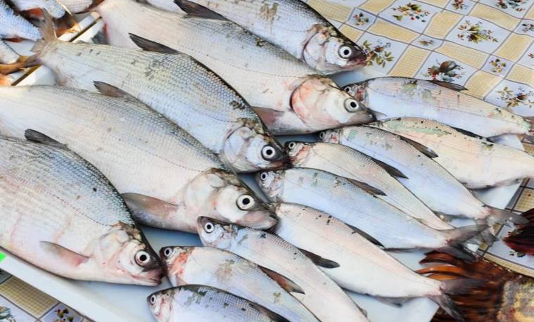 В Челябинской области запретили продажу ядовитой рыбы из-за обнаружения мышьяка и свинца