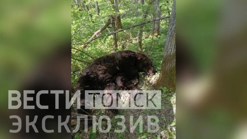 В Томской области медведица загрызла бывшего сотрудника МВД