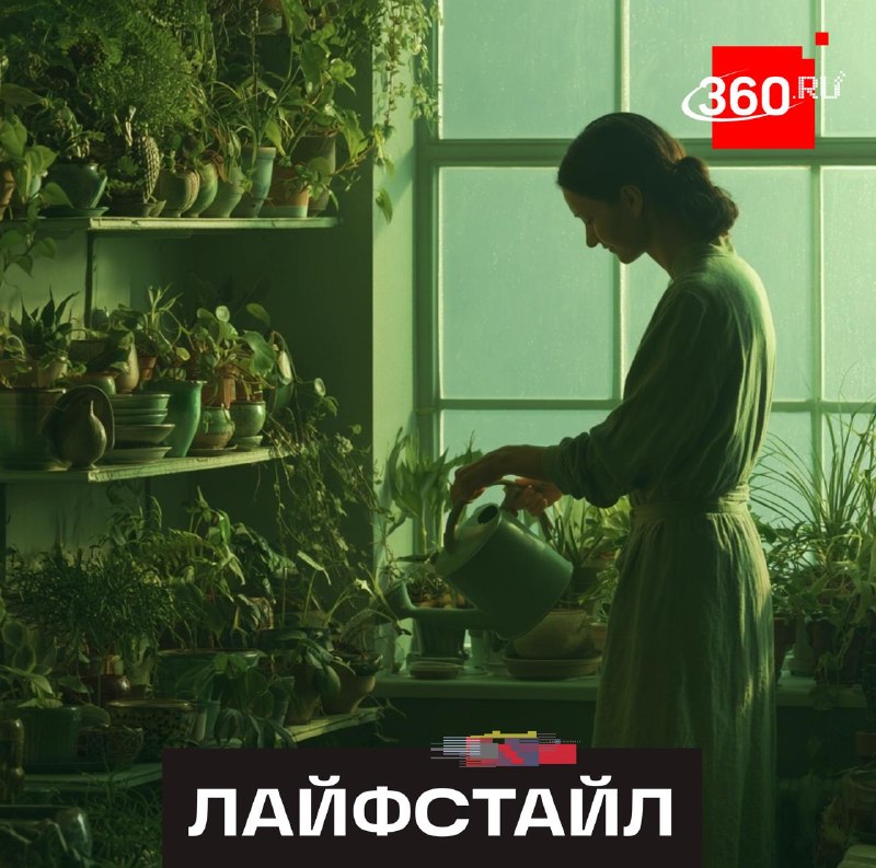 Как сохранить комнатные растения свежими во время отпуска: советы флориста