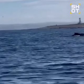 Выделены средства на спасение кита, застрявшего в сетях у берегов Мурманской области