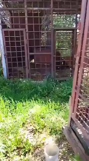 Медведя прячут от полиции в Приморье