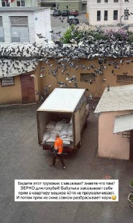 В Санкт-Петербурге чайки нападают на голубей, которых подкармливает местная жительница