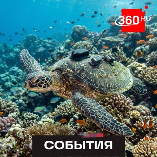Шпионы в панцире: Китай нашел черепах и рыб со спецдатчиками