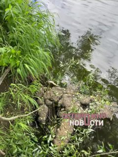 Жители Обнинска пожаловались на гибель рыбы в реке Протве из-за загрязнения