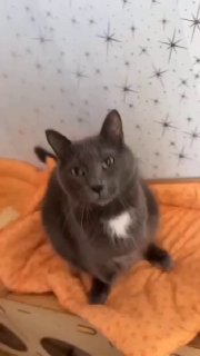 Сбор средств на содержание приюта для животных