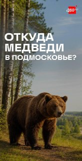 В Подмосковье участились случаи появления медведей вблизи населенных пунктов