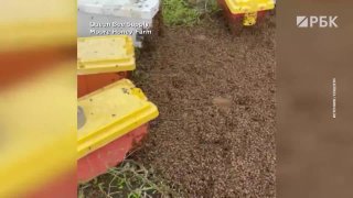 В Техасе перевернулся грузовик с сотнями пчелиных ульев