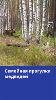 В Керженском заповеднике засняли медведицу с медвежатами